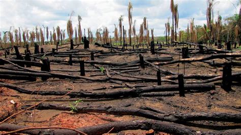 pagkalbo ng kagubatan|Mga Epekto ng Deforestation .